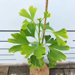 Ginko dvojlaločné (Ginkgo biloba) – výška 30-50 cm, kont. C2L